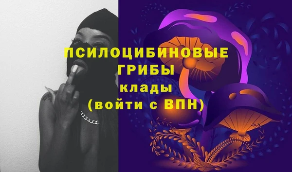 сатива Новозыбков