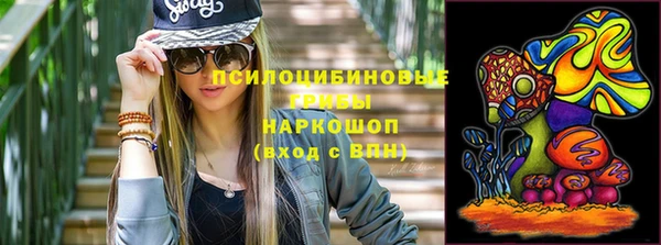сатива Новозыбков